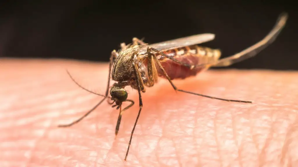 What do mosquitoes eat in the winter?