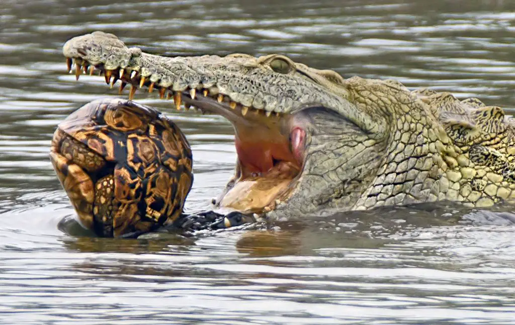 What do crocodiles eat for breakfast?