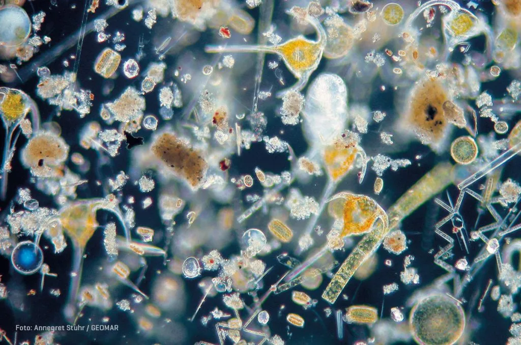 Does phytoplankton eat plants?
