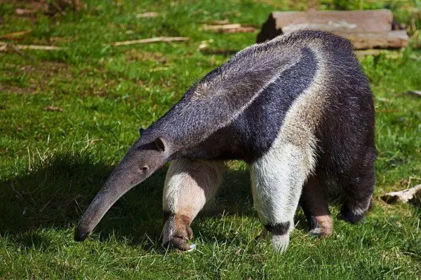 what do anteaters eat