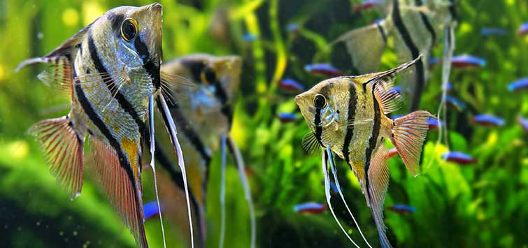 What do angelfish eat genshin?