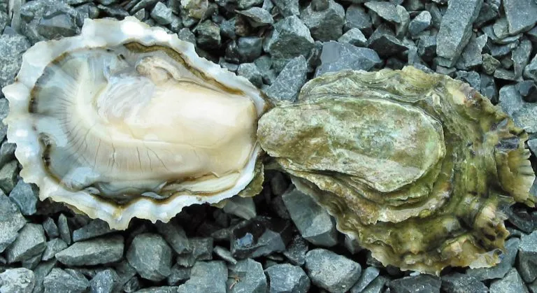 what do oysters eat