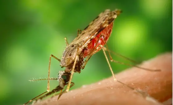 What is the difference between male and female mosquitoes' diets?