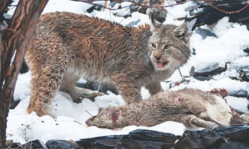 What do lynx eat in the wild?
