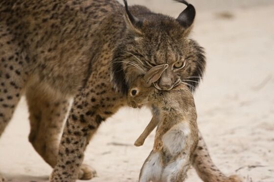 What do lynx eat for their main diet?