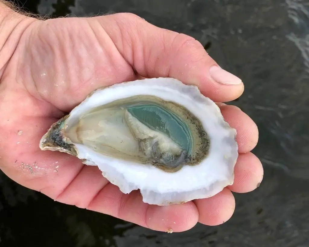 What do oysters eat in captivity?