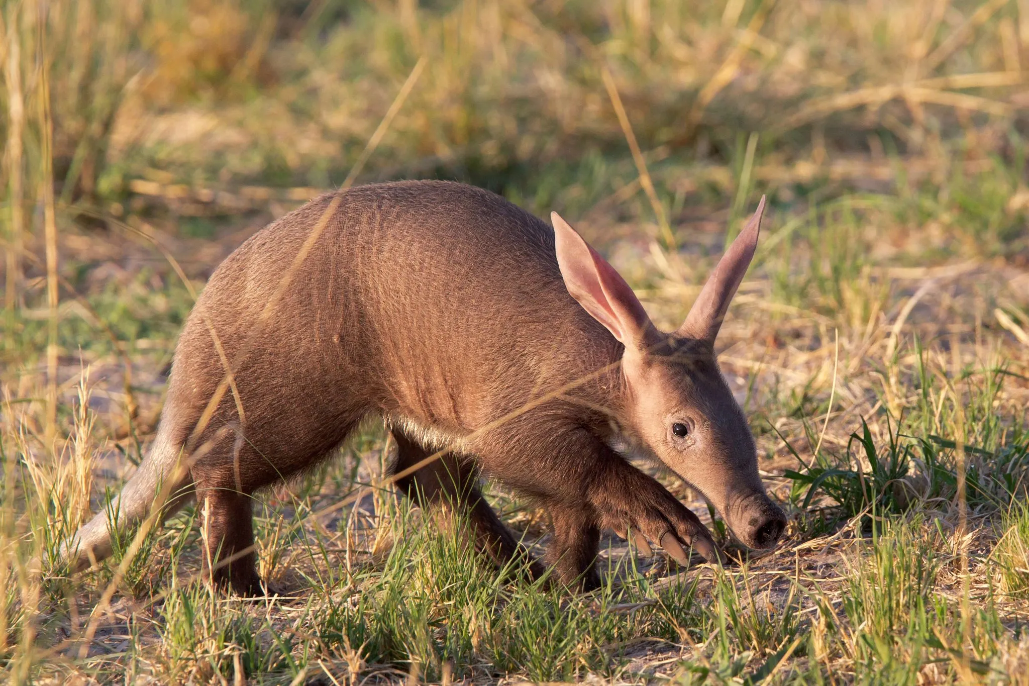 What do aardvarks eat?