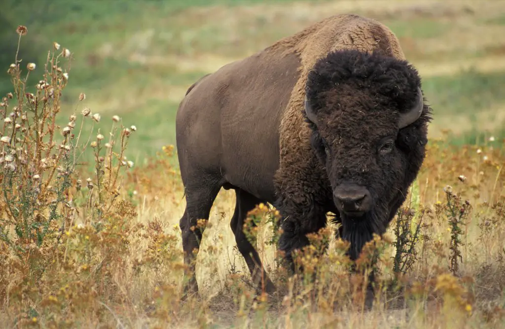 What are the different types of buffaloes?