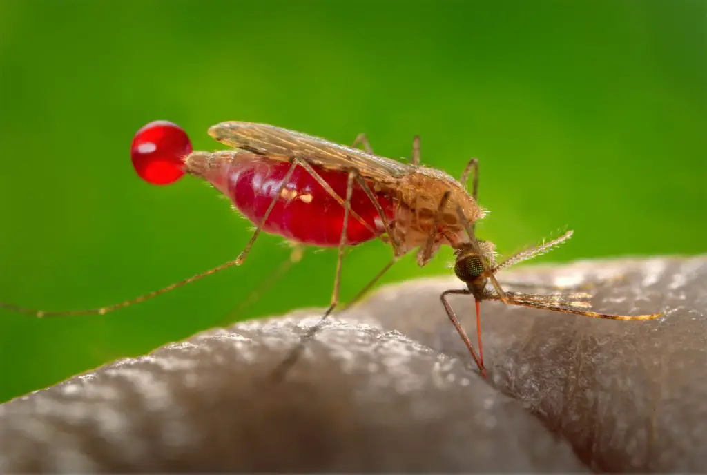 What do adult male mosquitoes eat?