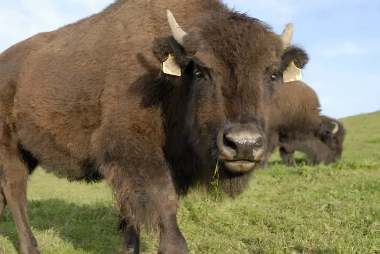 what do buffalo eat