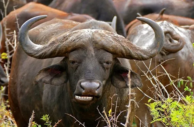 Do buffaloes have any predators?
