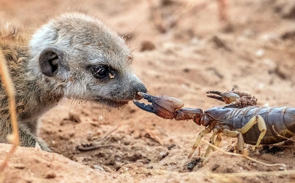 Do meerkats have any natural predators?