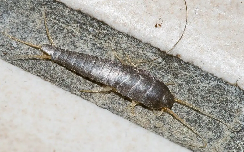 Do all insects eat Silverfish?