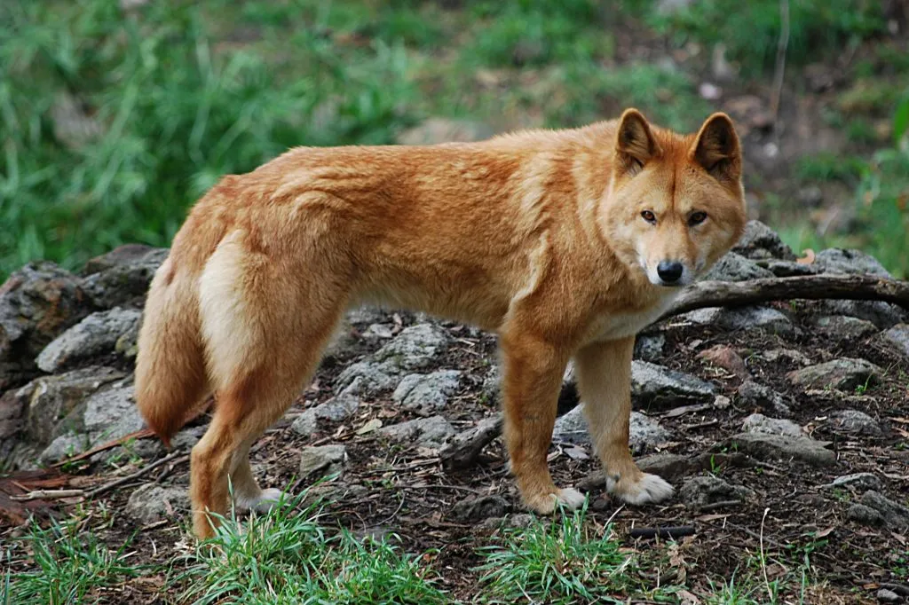 What kind of animals do dingoes eat?