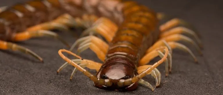 what do centipedes eat
