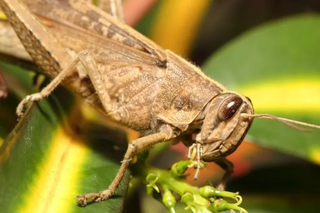 Do grasshoppers eat ants?