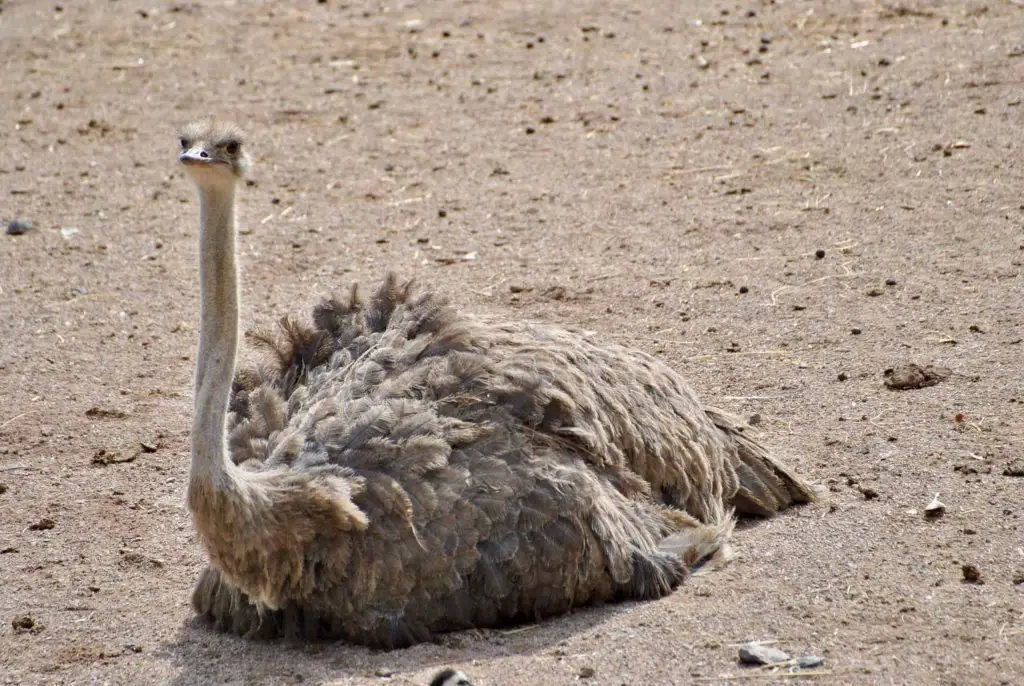 what do ostriches eat?