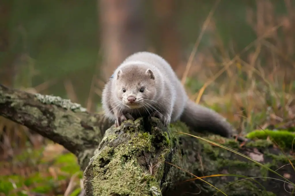 What do minks eat in the wild?