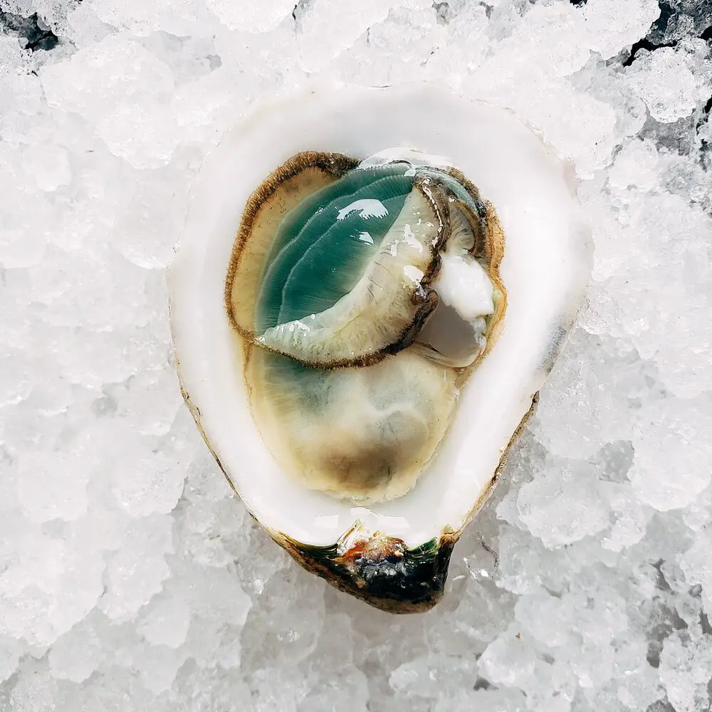 do oysters eat pearls