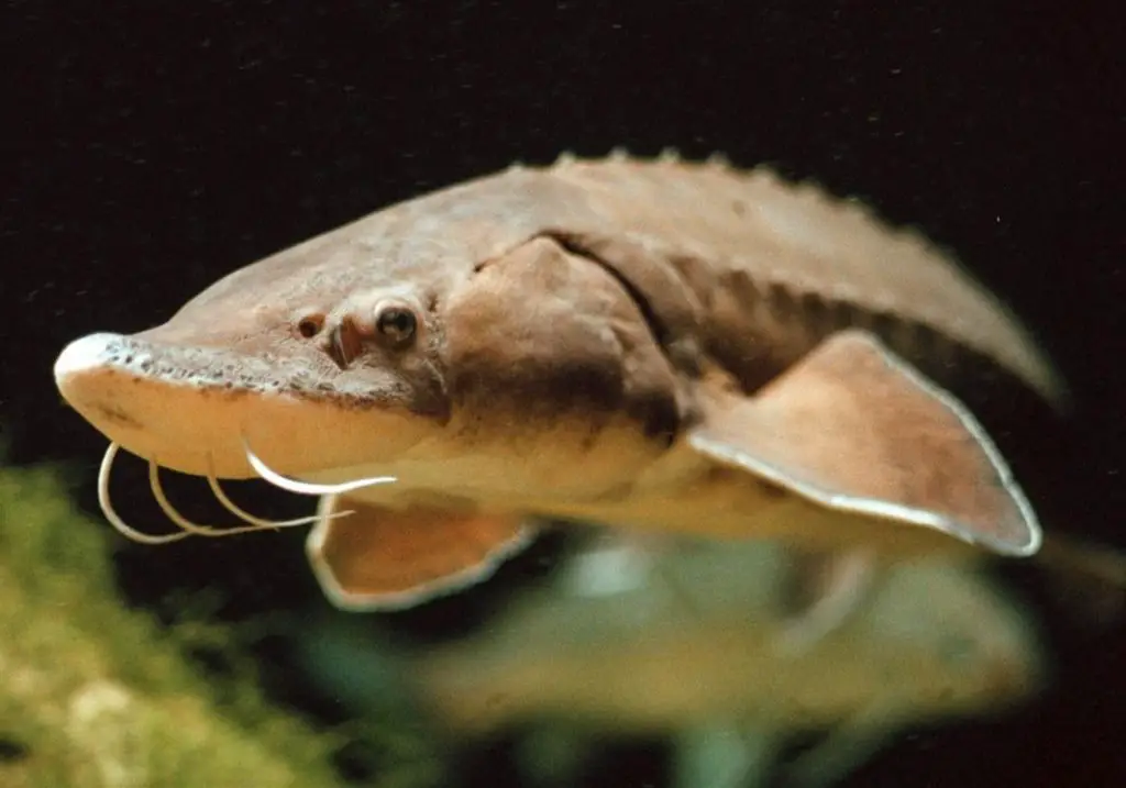 What is the diet of a captive sturgeon?