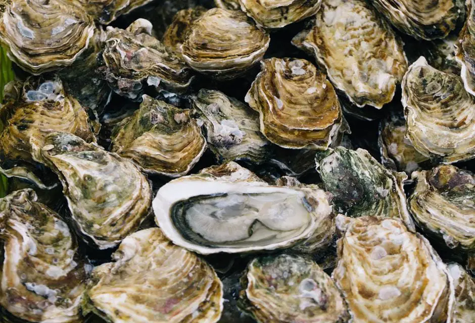 what do Olympia oysters eat