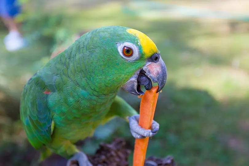 What do captive parrots eat?