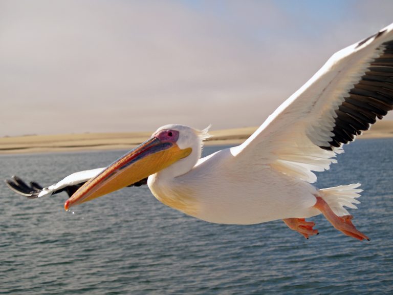 what do pelicans eat