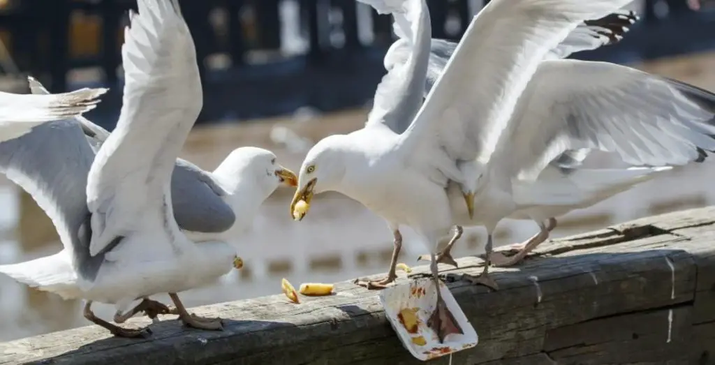 How do seagulls adapt their diet?