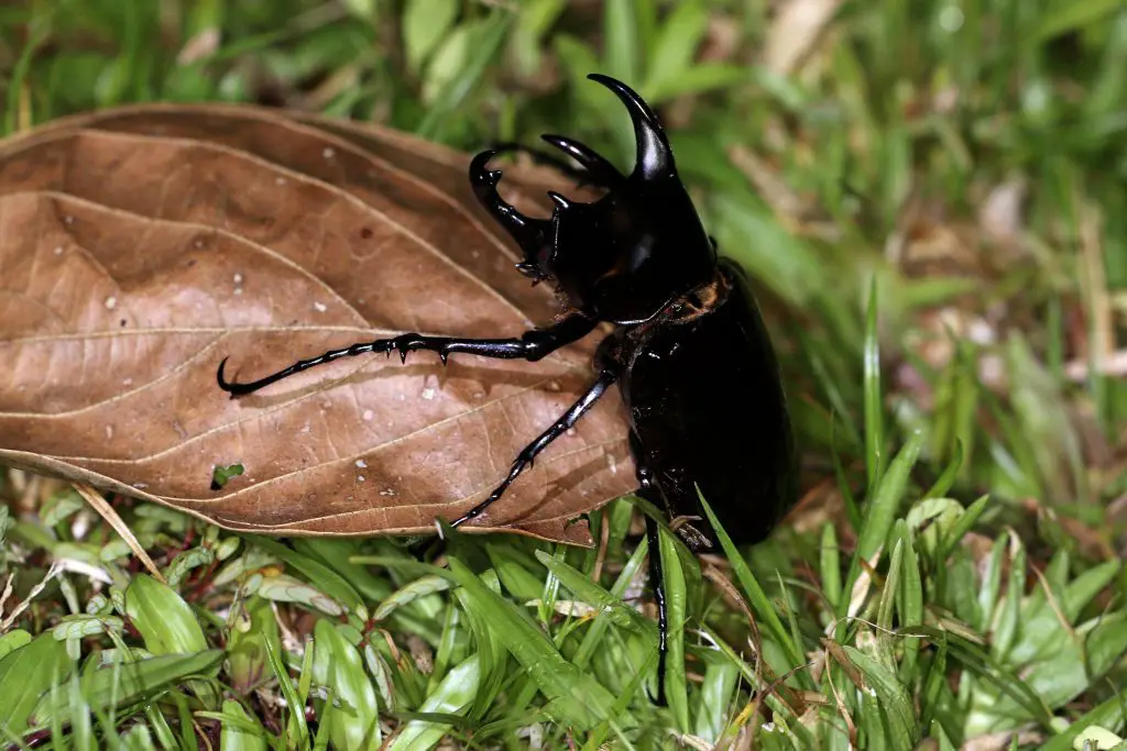 Do beetles have any predators?