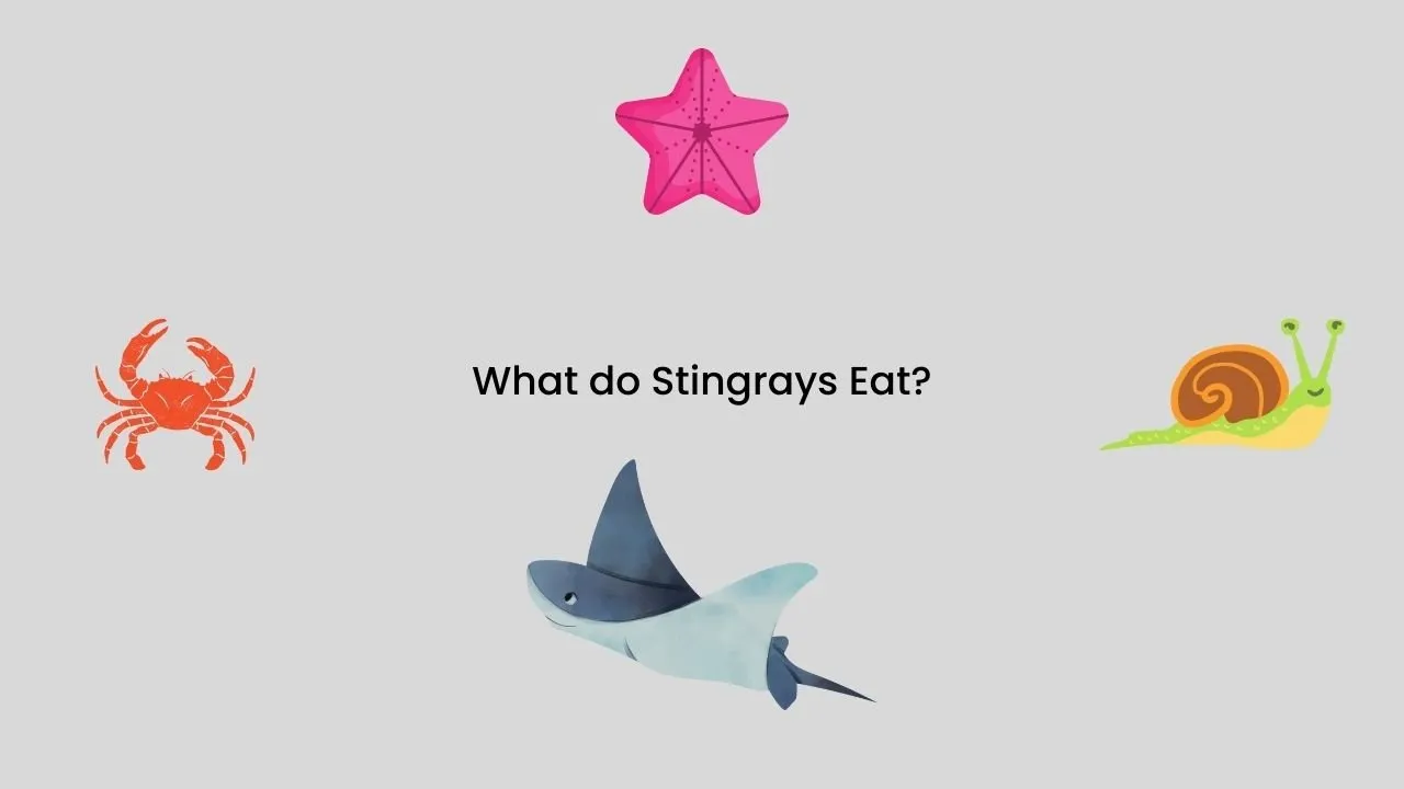 what-do-stingrays-eat-15-creatures-they-hunt-a-z-animals