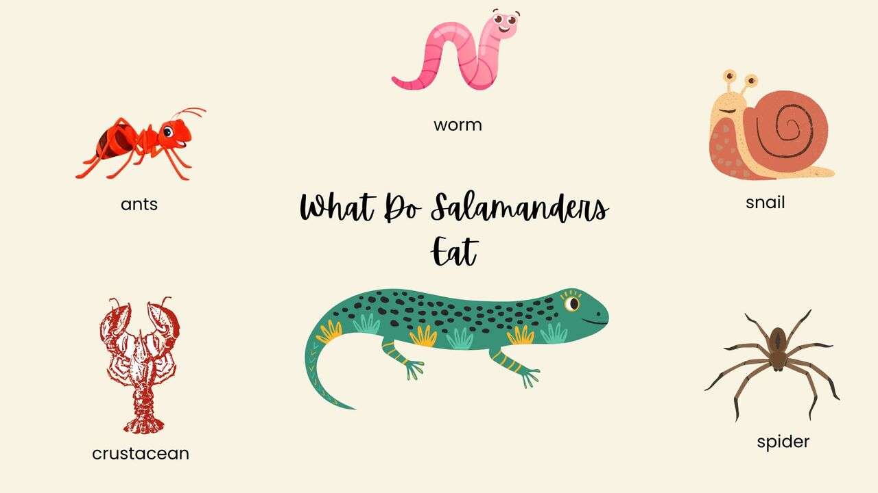 What Do Salamanders Eat [Salamander's Diet Year-Round]