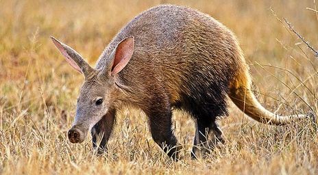 what do aardvarks eat