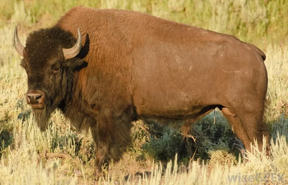 Do buffaloes eat plants?