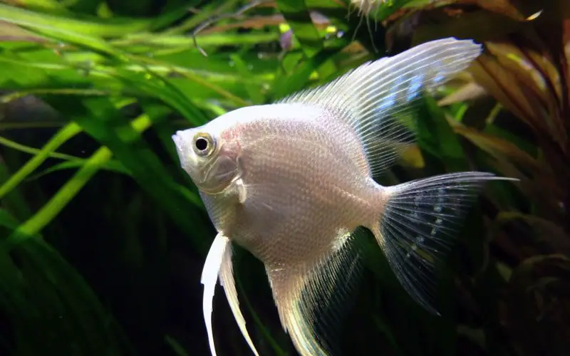 Do angelfish eat insects?