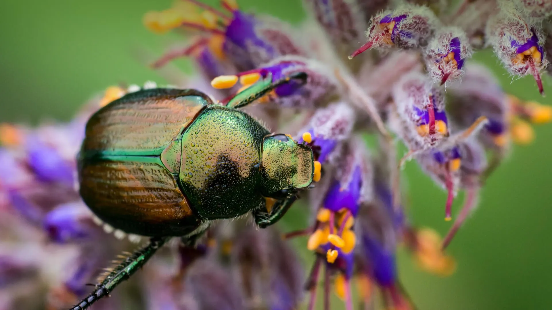 what-do-beetles-eat