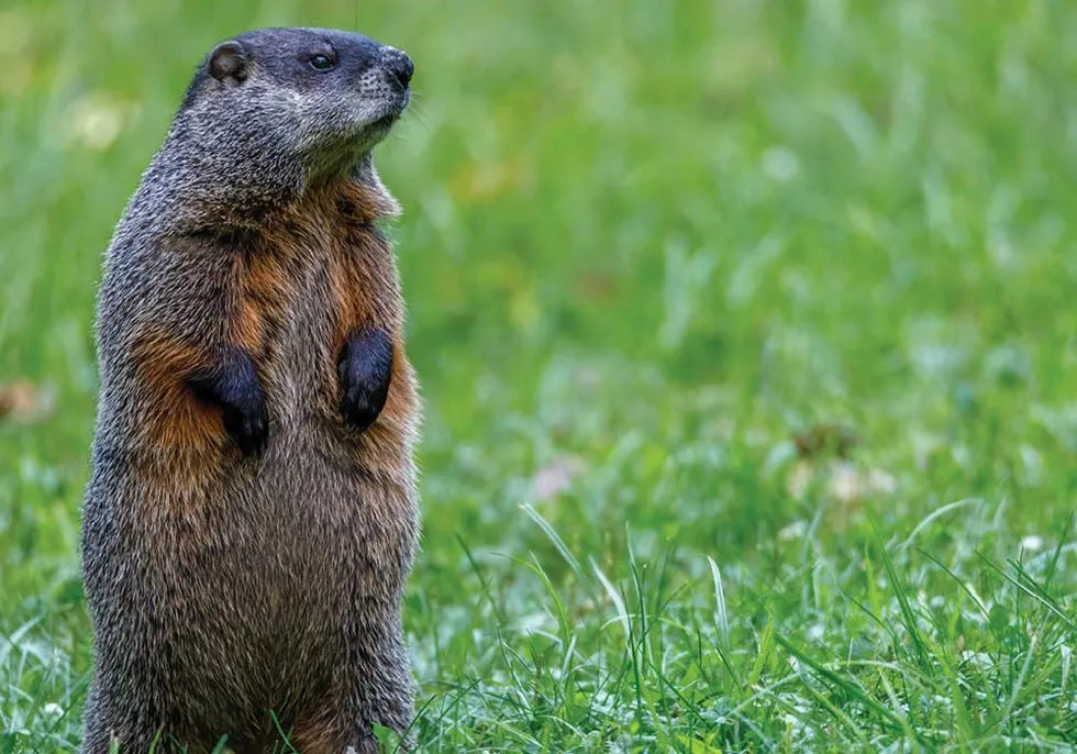 A Complete List of 10 Foods a Woodchuck Eats