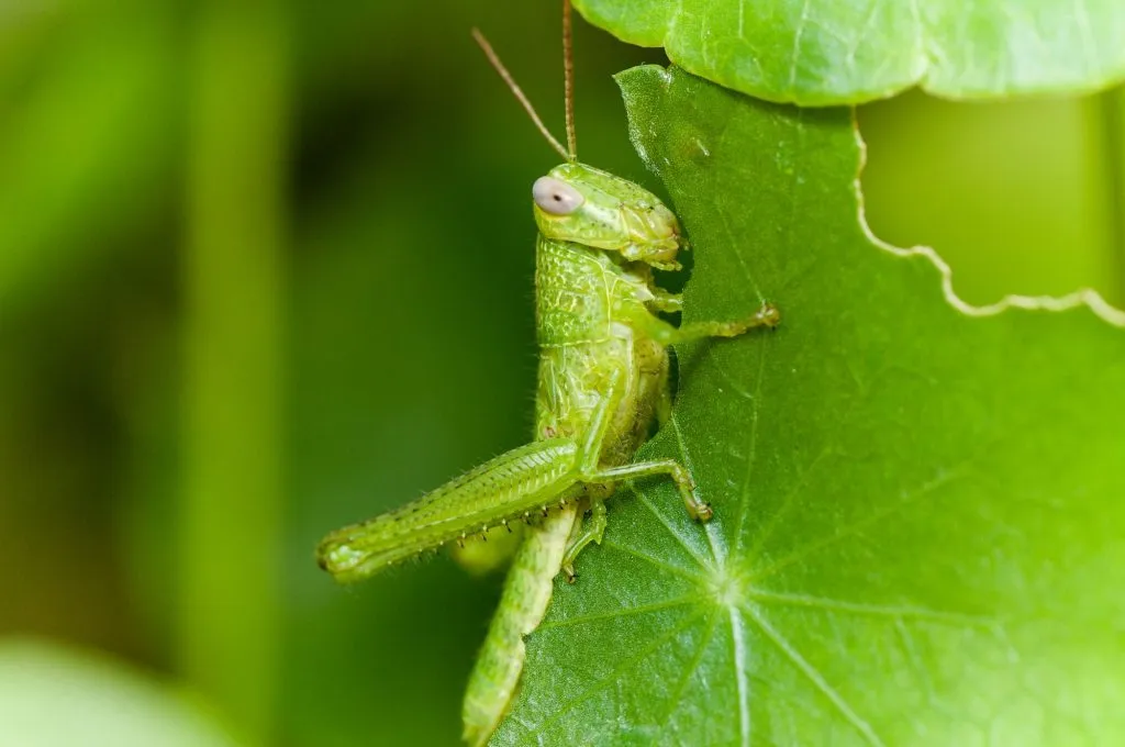 What do pet grasshoppers eat?