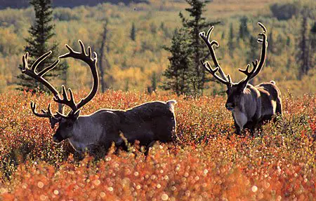 what do caribou eat