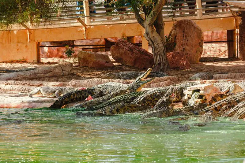 How often do crocodiles eat?