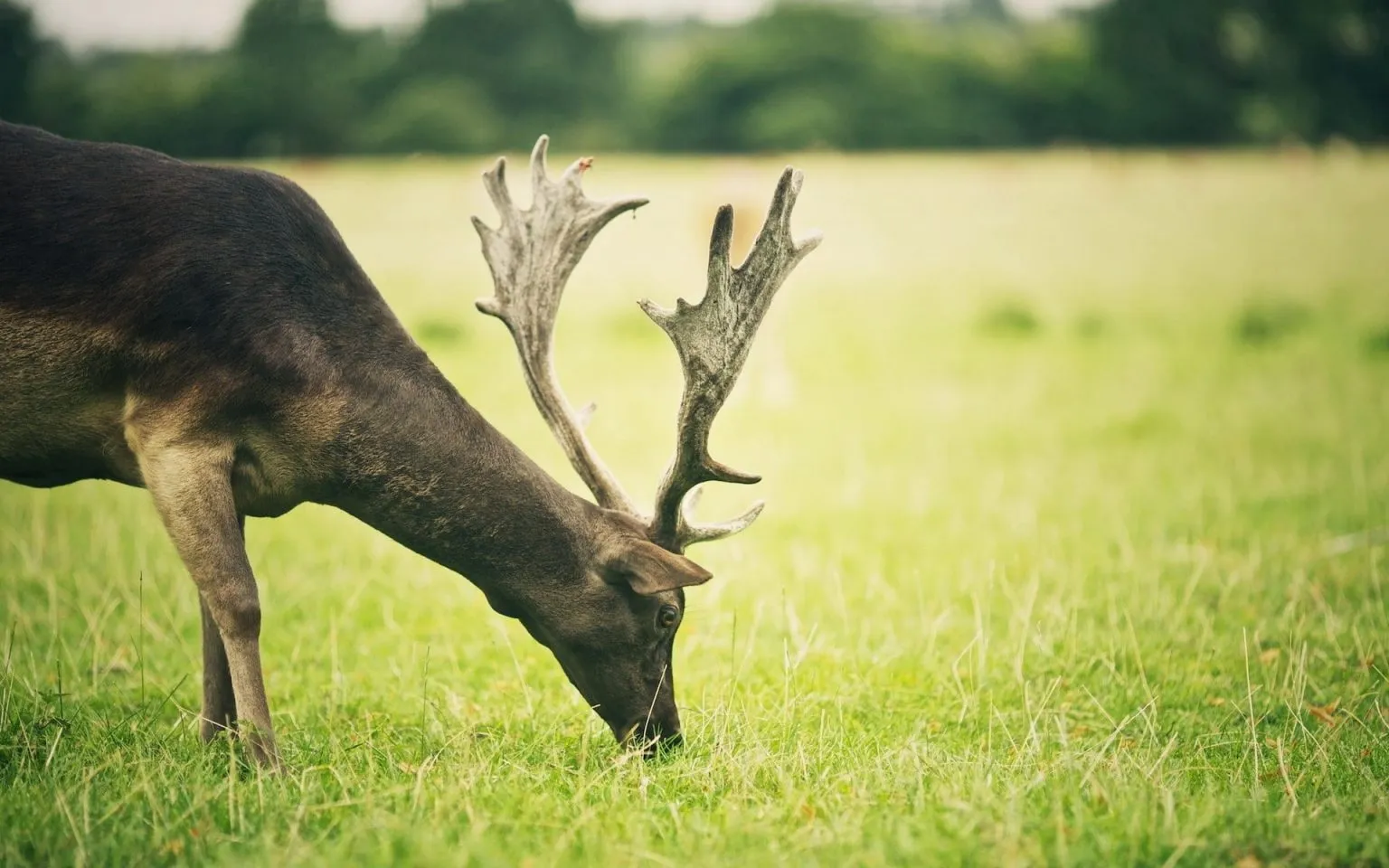 What Do Caribou Eat