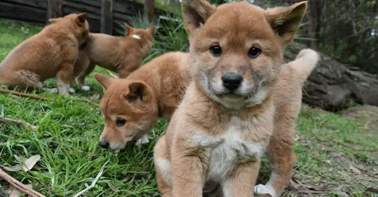 what-do-dingoes-eat