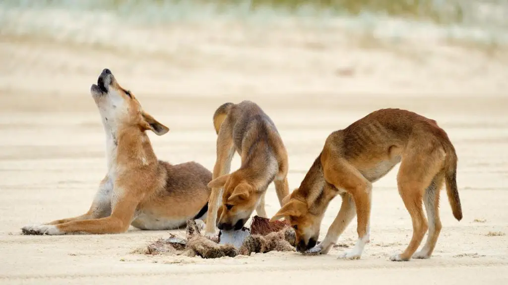 What do dingoes eat in Australia?