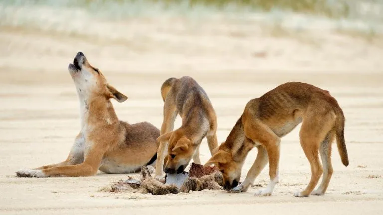 what-do-dingoes-eat