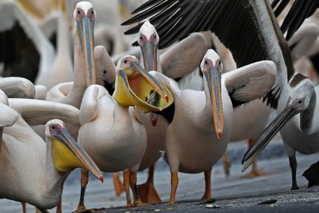 Do pelicans eat plants?