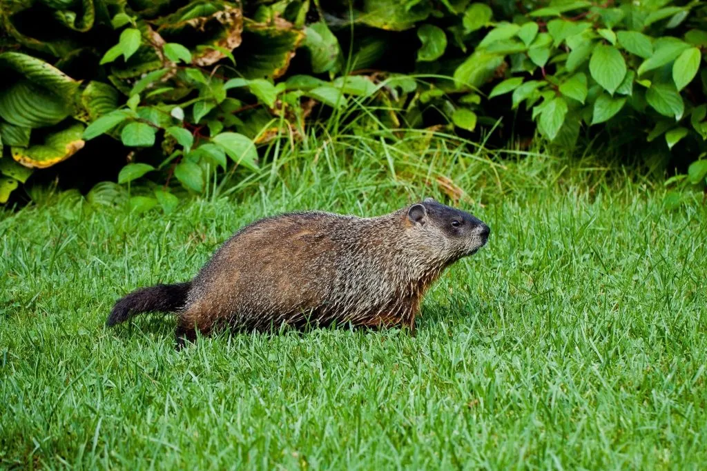 What is the best bait for woodchucks?