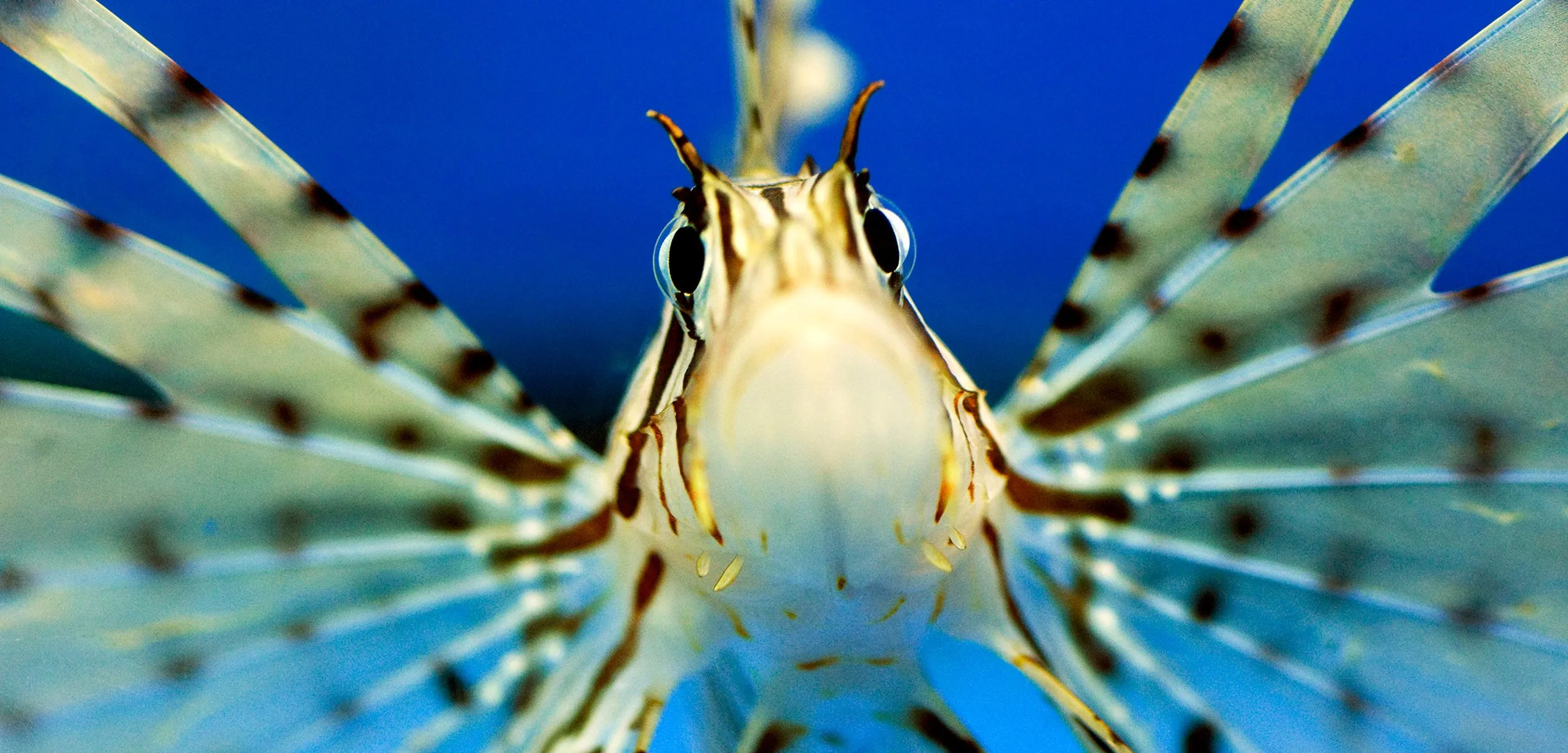 What Do Lionfish Eat?