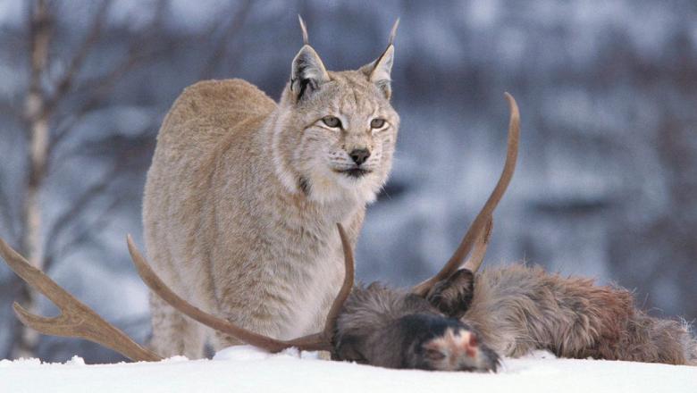 What do lynx eat in Sweden?