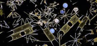 what do phytoplankton eat