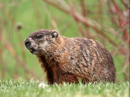 What do woodchucks eat in the garden?