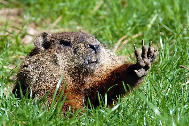 What time of year do woodchucks eat the most?